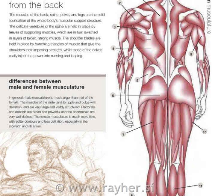 Knjiga Anatomy for Fantasy Artists