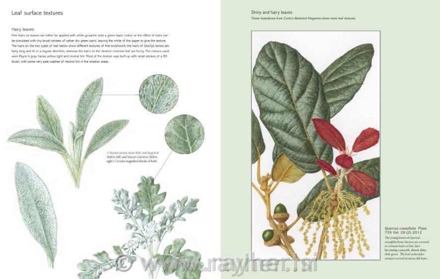 Knjiga The Kew Book of Botanical Illustration